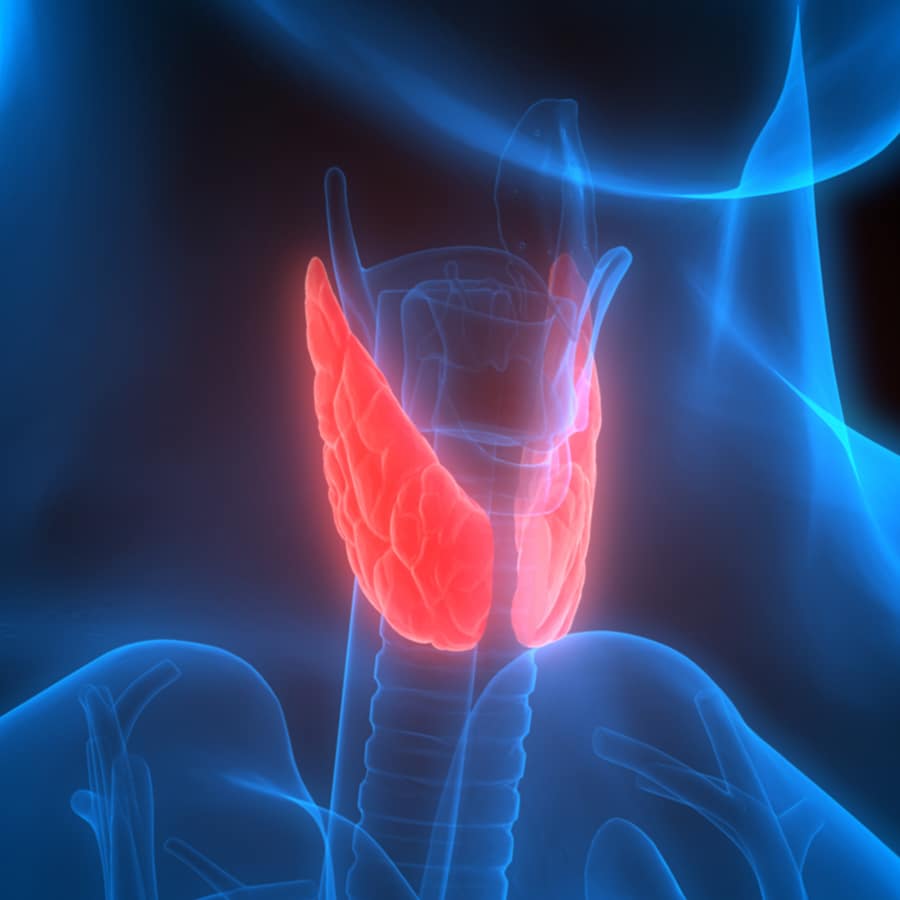 Human Body Glands Anatomy (Lobes of Thyroid Gland)